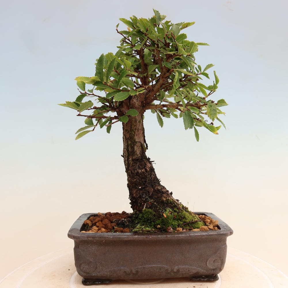 Bonsai zewnętrzne - Zelkova - Zelkova NIRE