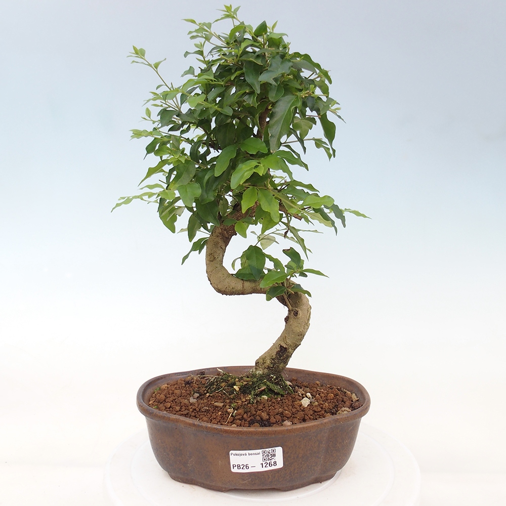 Pokój bonsai - Ligustrum chinensis - Dziób ptaka