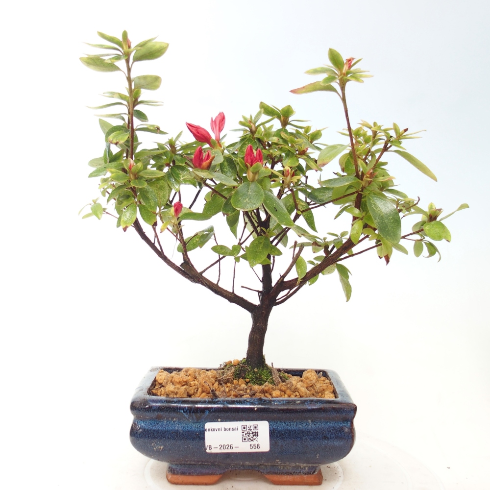 Outdoor bonsai - Azalia japońska - Azalea sp.