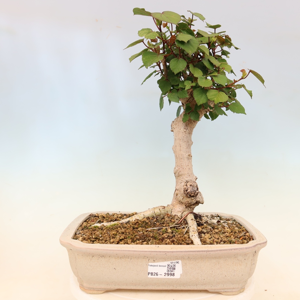 Bonsai domowe - Hibiscus tiliaceus - Hibiskus morski