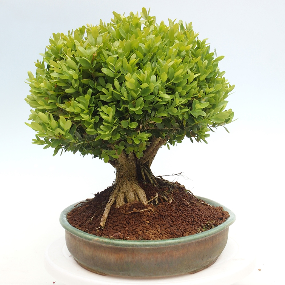 Bonsai ogrodowe - Buxus sempervirens - bukszpan