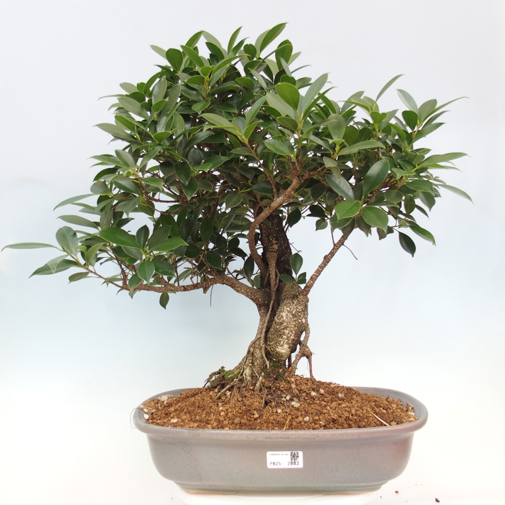 Bonsai pokojowe - Ficus kimmen - figowiec drobnolistny - WYŁĄCZNIE ODBIÓR OSOBISTY lub transport paletowy
