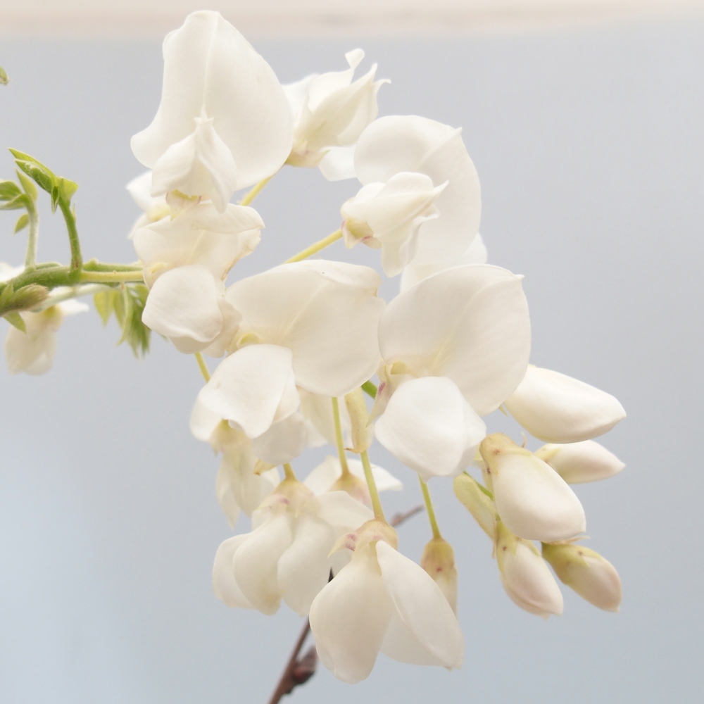 Bonsai zewnętrzne - Vistaria - Wisteria
