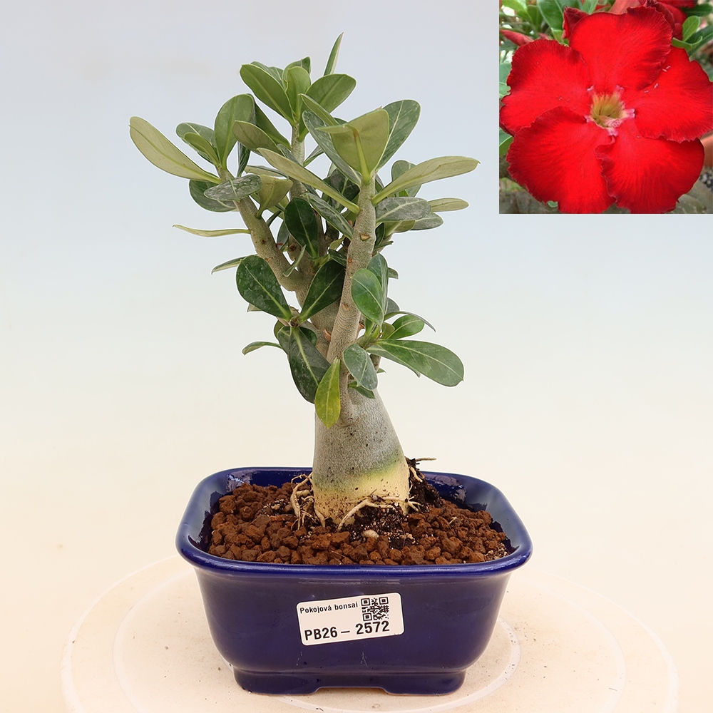 Bonsai pokojowe – Adenium obesum Red Star – Róża pustynna