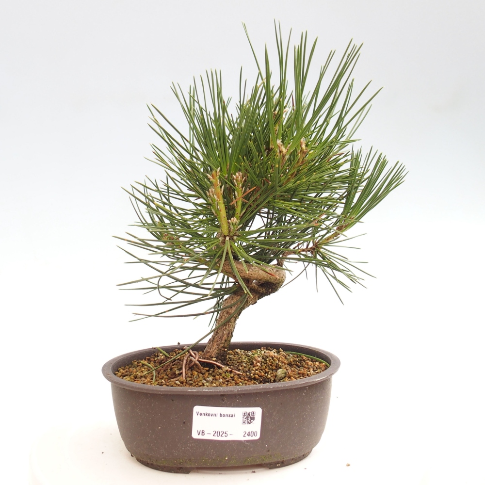 Bonsai ogrodowe - Pinus thunbergii - Sosna Thunbergia