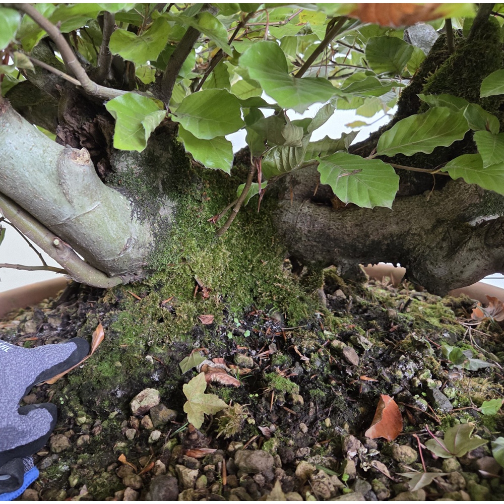 Outdoor bonsai-Fagus sylvatica