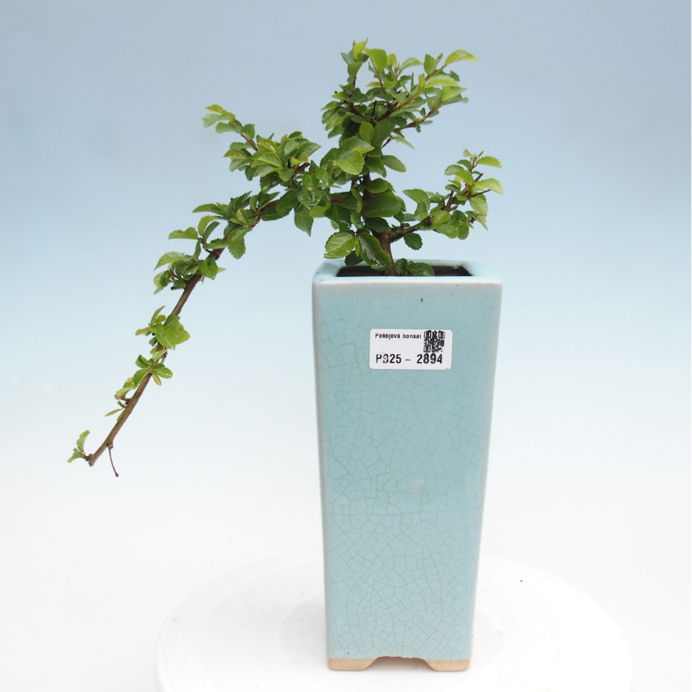 Kryty bonsai - Grewia occidentalis - Lawendowa gwiazda