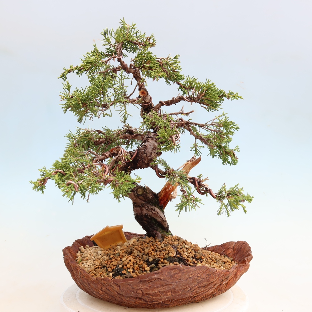 Bonsai ogrodowe – Juniperus chinensis Itoigawa – jałowiec chiński