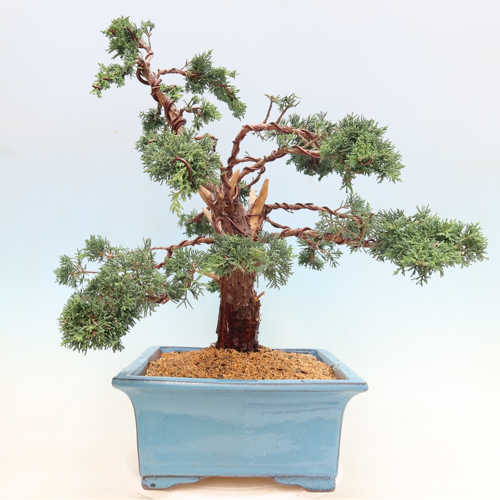 Outdoor bonsai - Juniperus chinensis Kishu