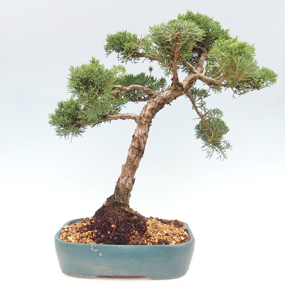 Bonsai plenerowe - Juniperus chinensis  - chiński jałowiec 