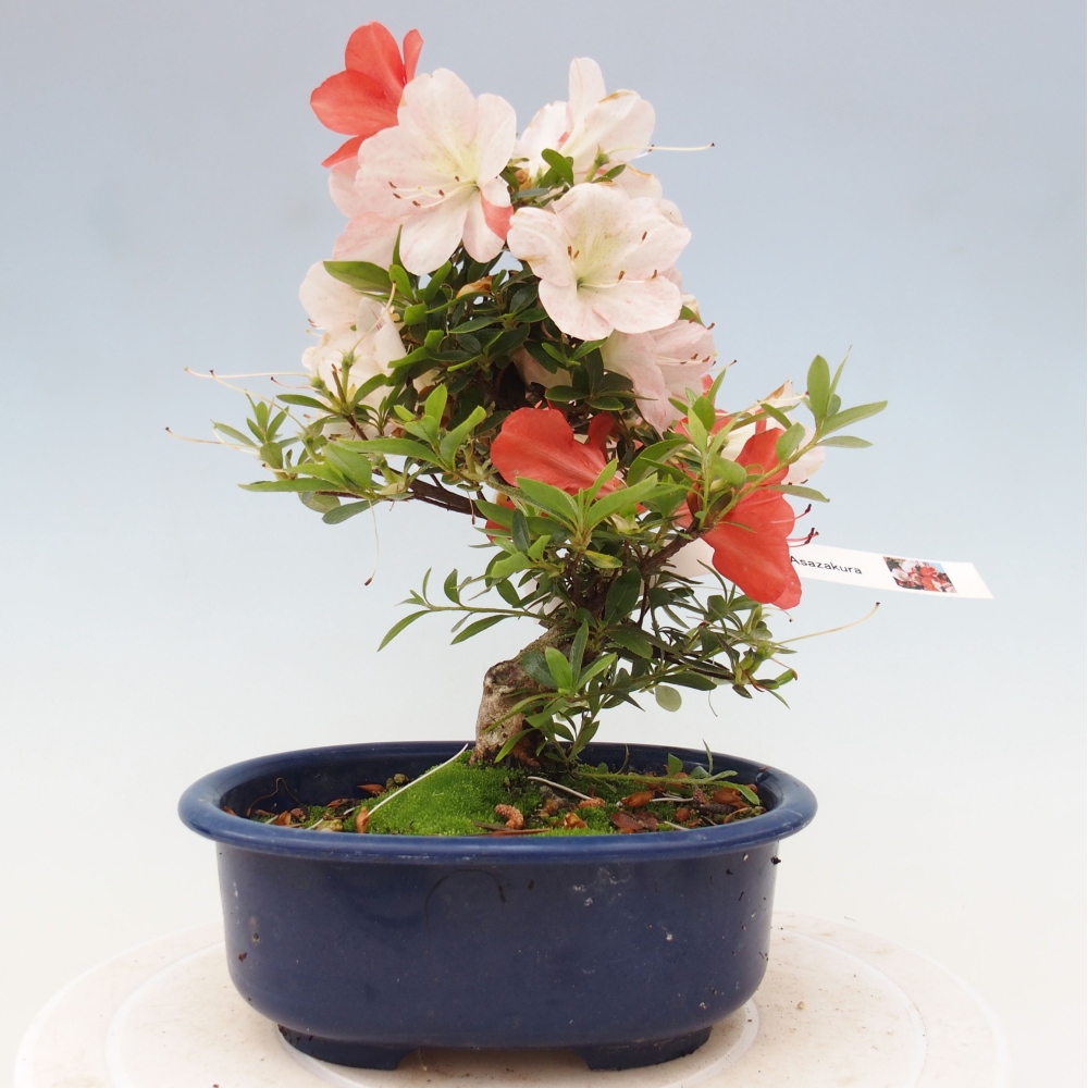 Bonsai ogrodowe - azalia japońska - Azalea Asazakura