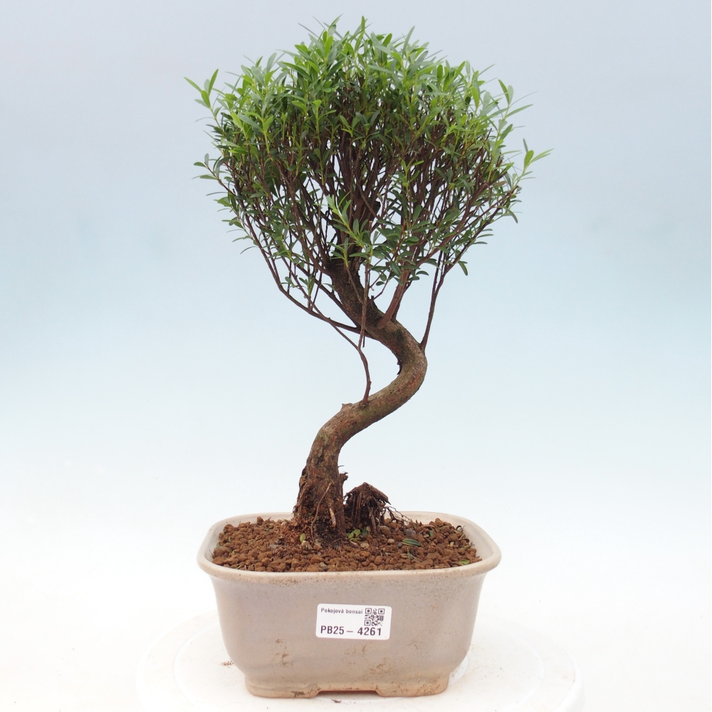 Pokój bonsai - Syzygium - Pimento