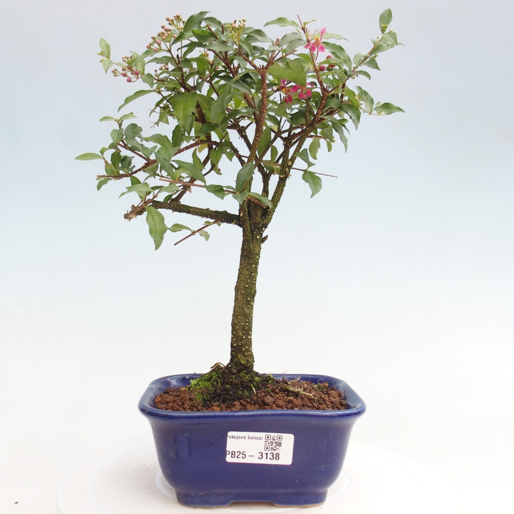 Bonsai pokojowe - Malpighia coccigera - Wiśnia Barbdorska
