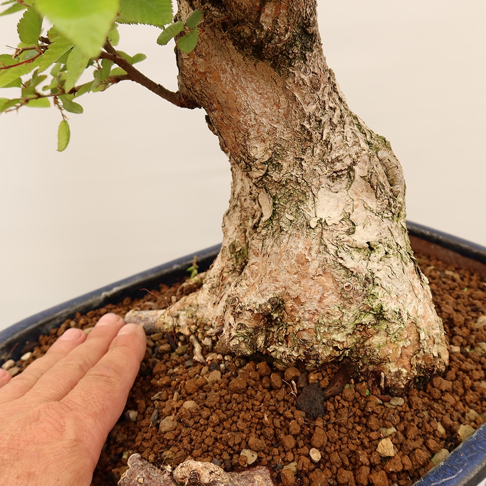 Bonsai plenerowe - Carpinus Coreana - grab koreański