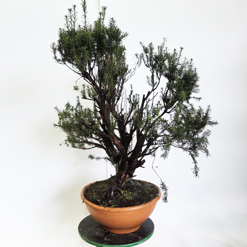 Zewnętrzne bonsai cis czerwony - Taxus bacata