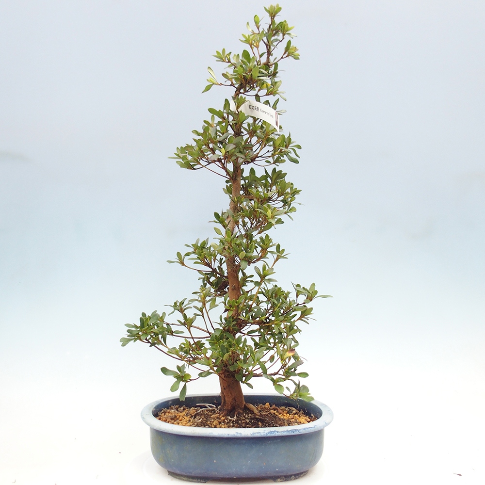 Bonsai zewnętrzne - Azalia japońska - Azalia Karenai-no-tenshi