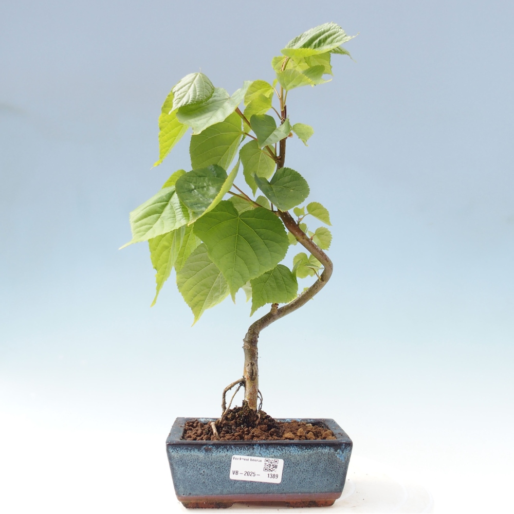 Bonsai na zewnątrz - Lipa - Tilia cordata