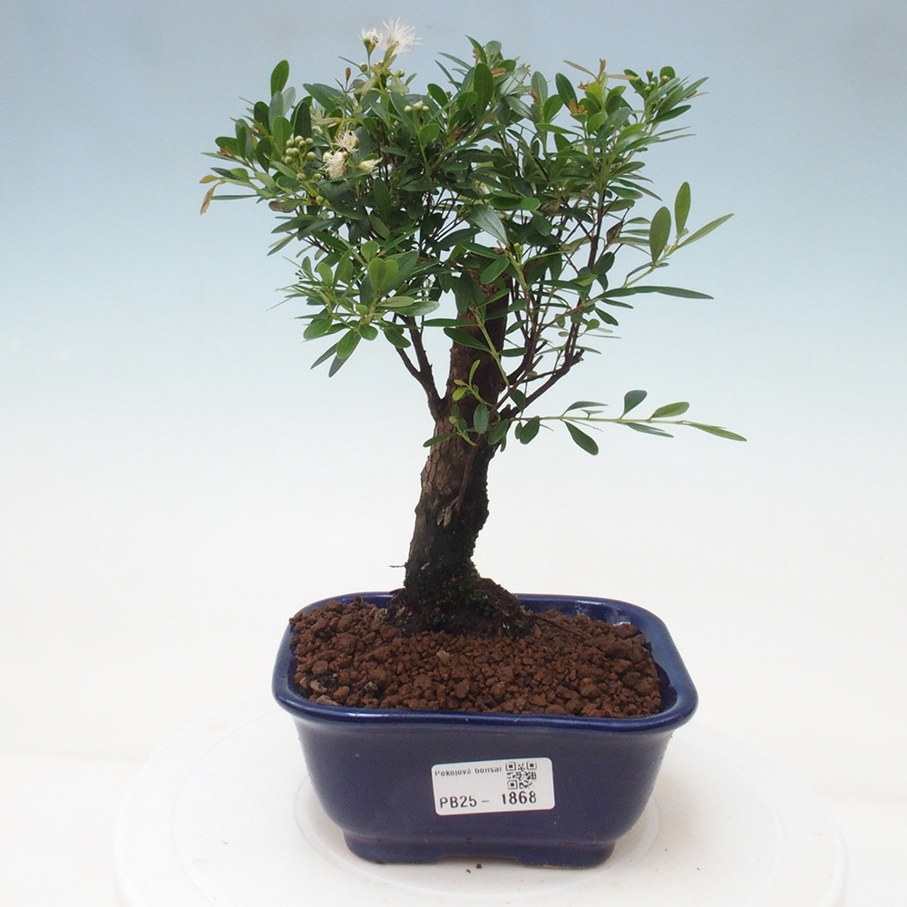 Pokój bonsai - Syzygium - Pimentovník
