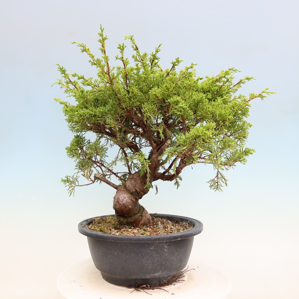 Bonsai ogrodowe – Juniperus chinensis Itoigawa – jałowiec chiński