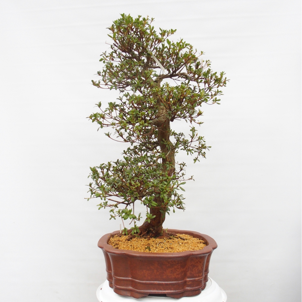Bonsai zewnętrzne - Azalia japońska - Azalia Shunen