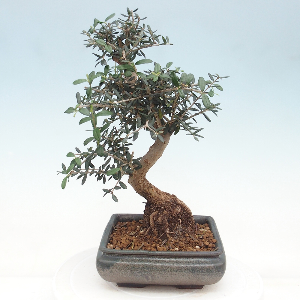 Bonsai do wnętrz - Olea europaea sylvestris