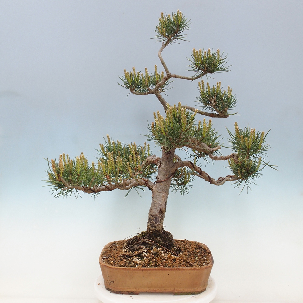 Outdoor bonsai - Pinus Sylvestris - sosna zwyczajna