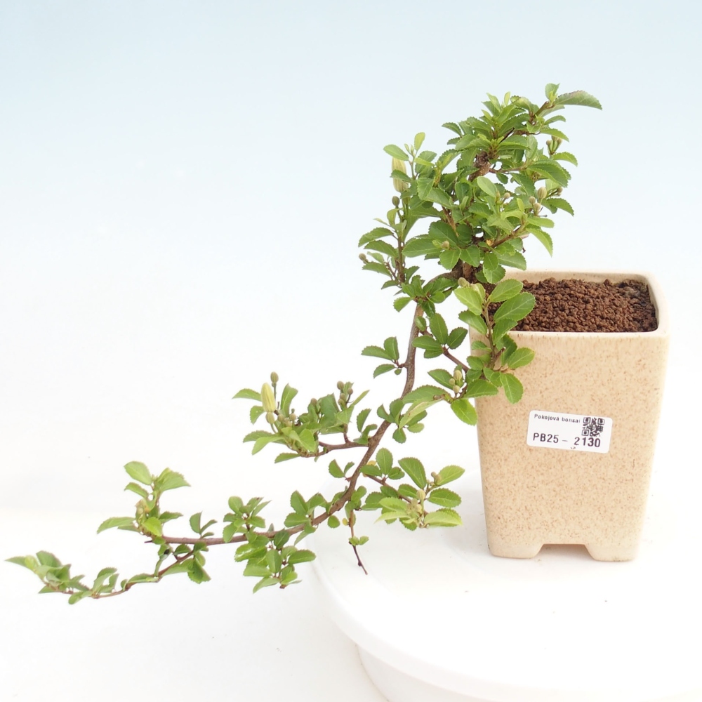 Kryty bonsai - Grewia occidentalis - Lawendowa gwiazda