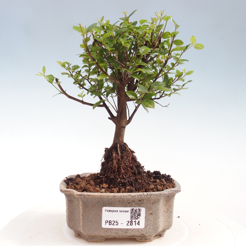 Kryty bonsai - Sagerécie thea - Sagerécie thea