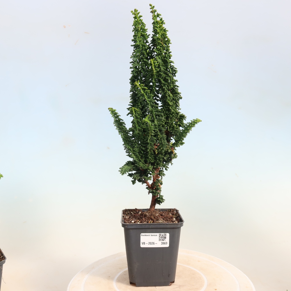 Bonsai zewnętrzne - Cham. obtusa SEKKA HINOKI - Cyprys
