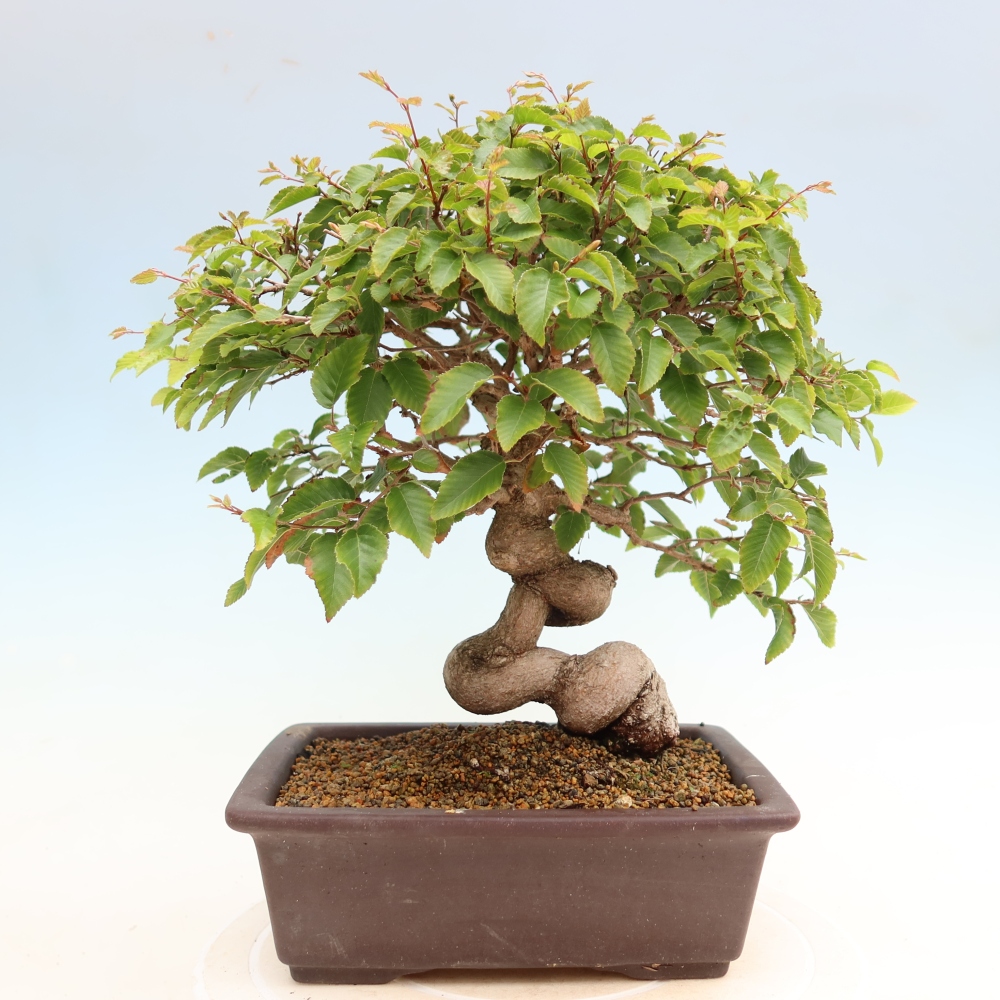Outdoor bonsai - Carpinus coreana - grab koreański