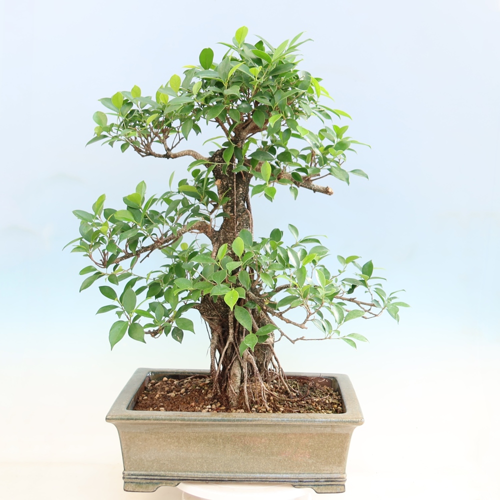 Pokój bonsai - Ficus kimmen - figowiec drobnolistny