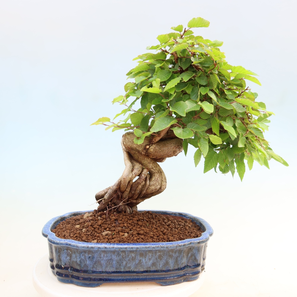 Outdoor bonsai - Carpinus coreana - grab koreański