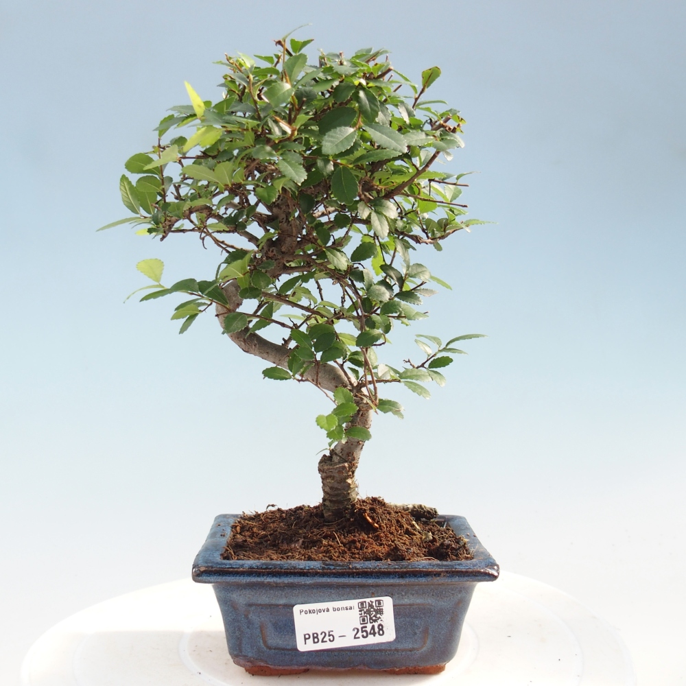 Kryty bonsai - Ulmus parvifolia - Wiąz mały liść