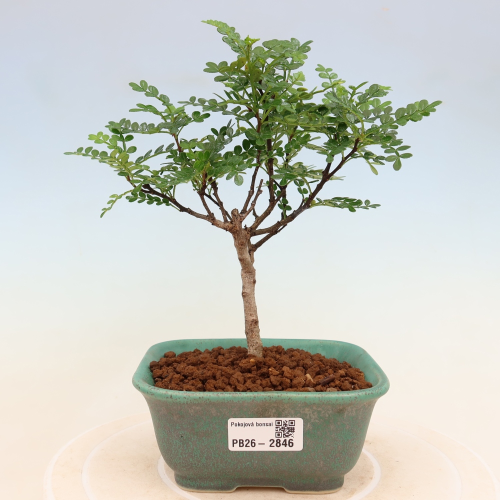 Pokój bonsai - Zantoxylum piperitum - drzewo pieprzowe