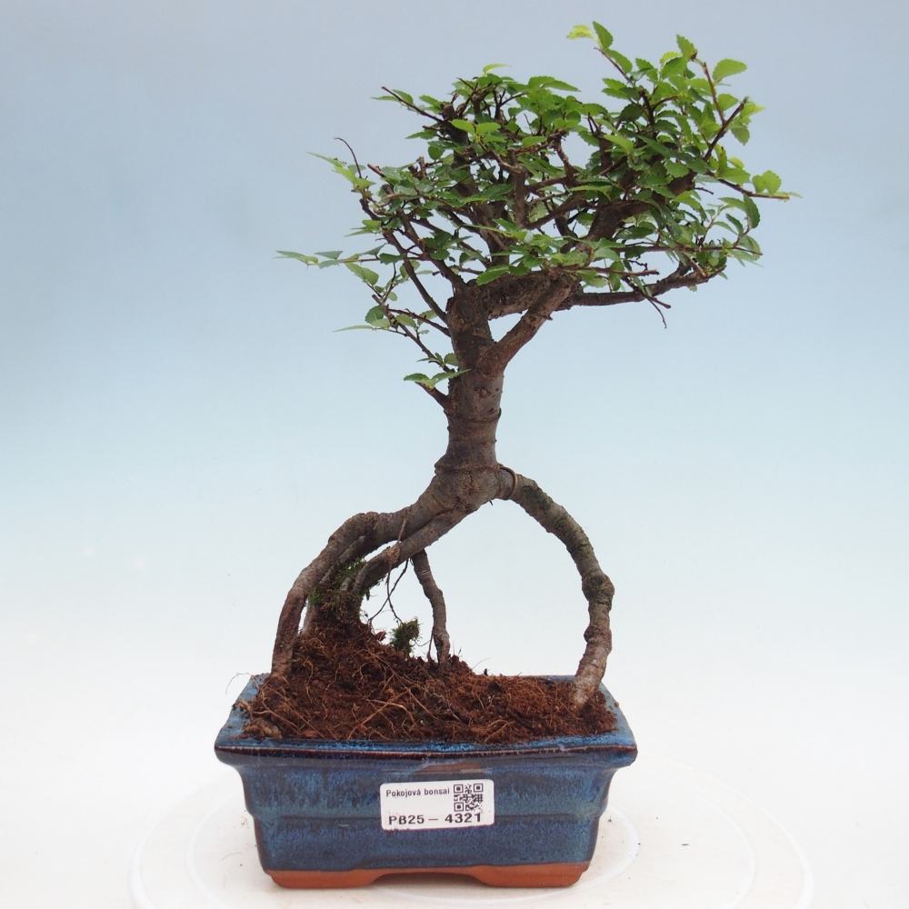 Pokój bonsai - Ulmus parvifolia - Wiąz drobnolistny
