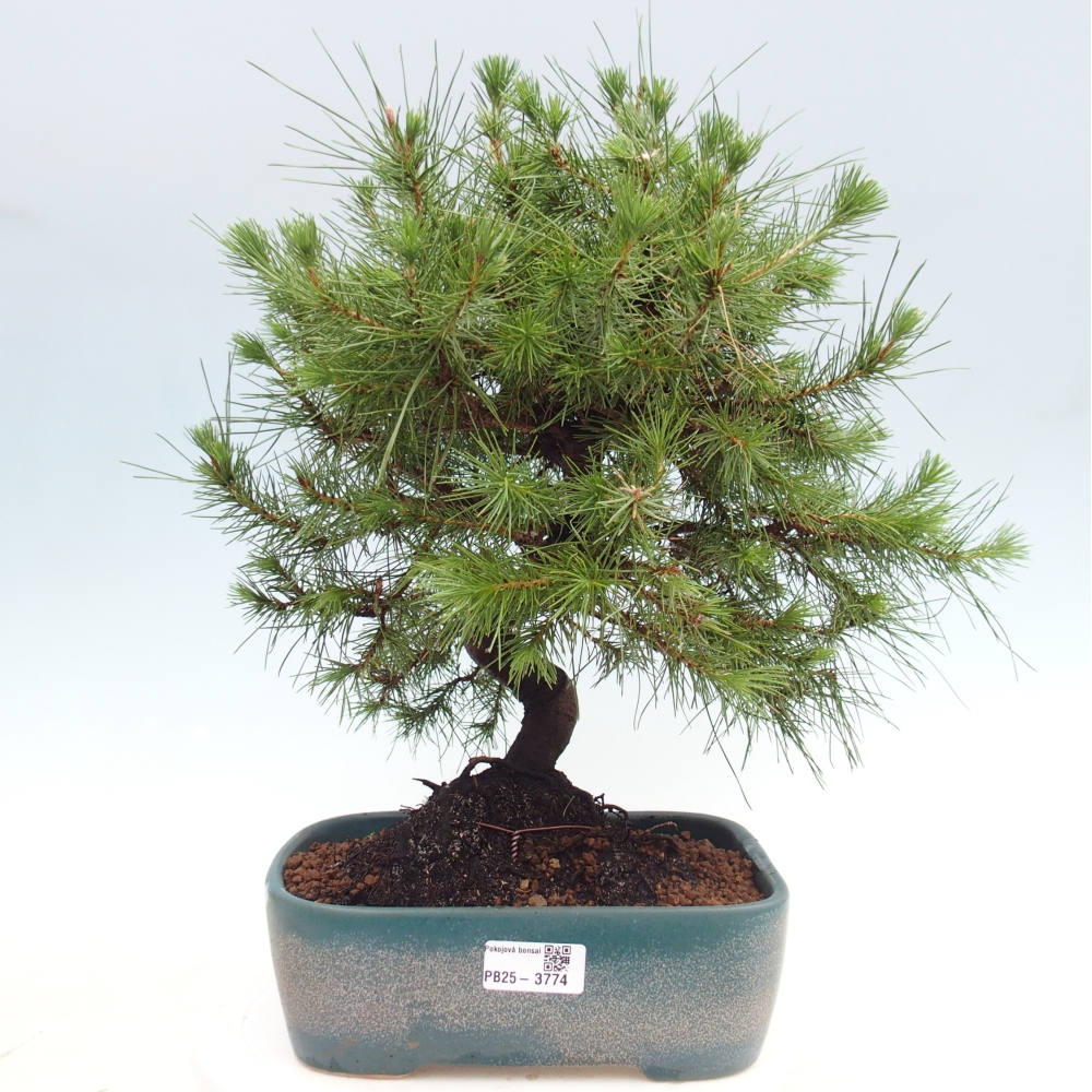 Pokój bonsai - Pinus halepensis - Sosna z Aleppo