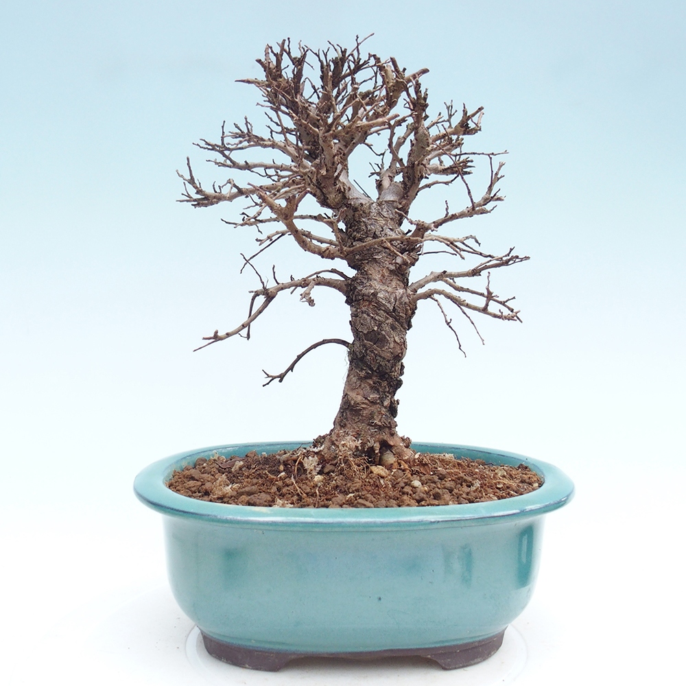 Bonsai zewnętrzne - Zelkova - Zelkova NIRE