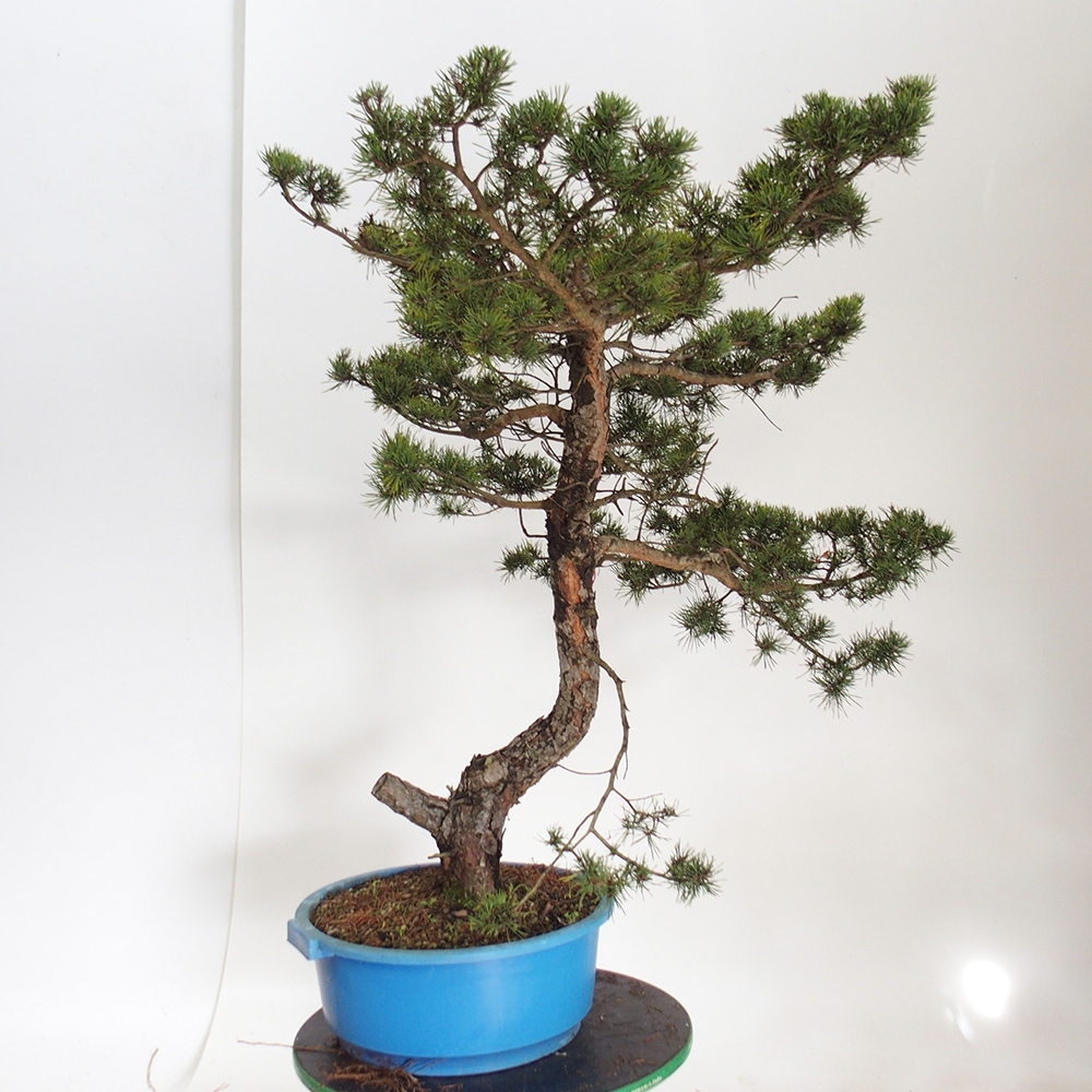 Yamadori - Pinus sylvestris Hiszpania