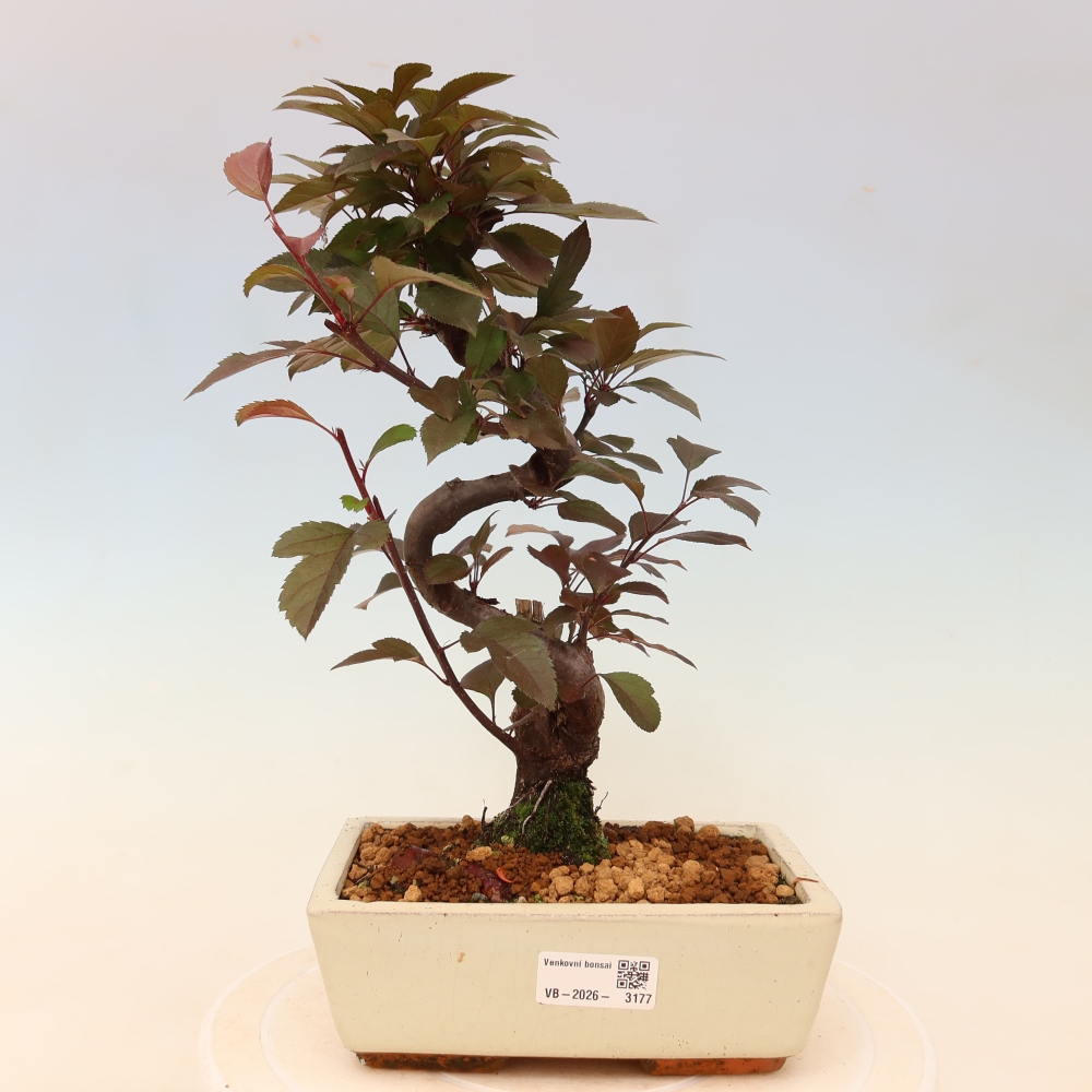 Outdoor bonsai - Malus domestica - Jabłoń czerwonolistna o małych owocach