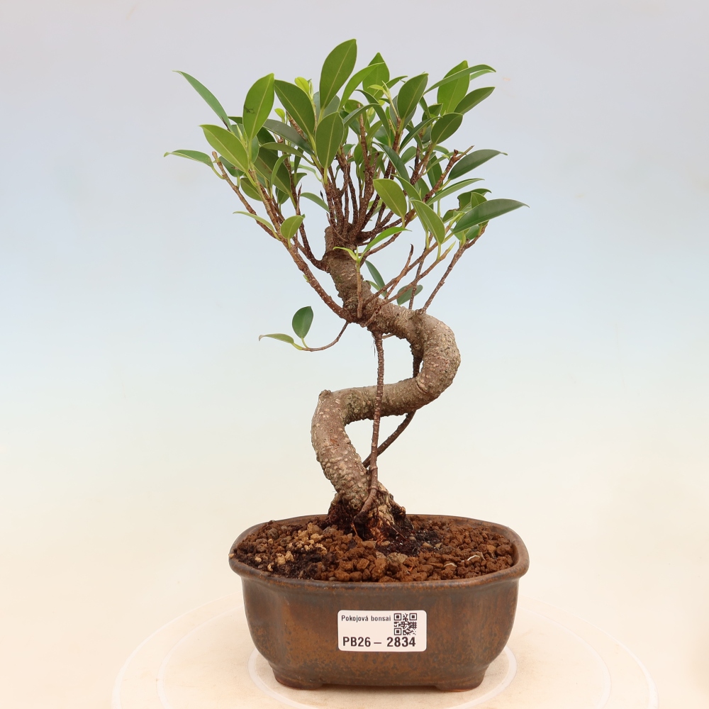 Pokój bonsai - Ficus kimmen - figowiec drobnolistny