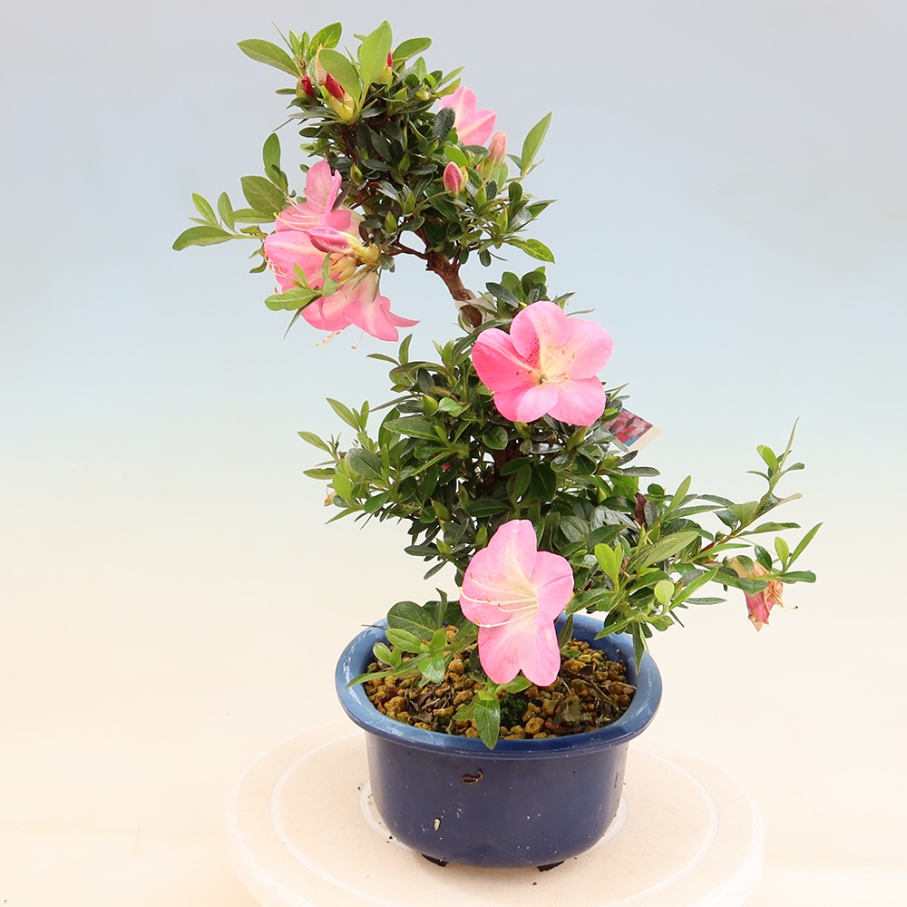 Bonsai zewnętrzne - Azalia japońska - Azalia Santoka