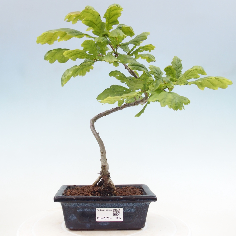 Bonsai zewnętrzne - Quercus robur - dąb pospolity