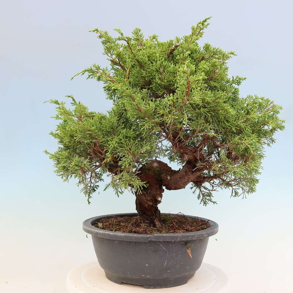 Bonsai ogrodowe – Juniperus chinensis Itoigawa – jałowiec chiński
