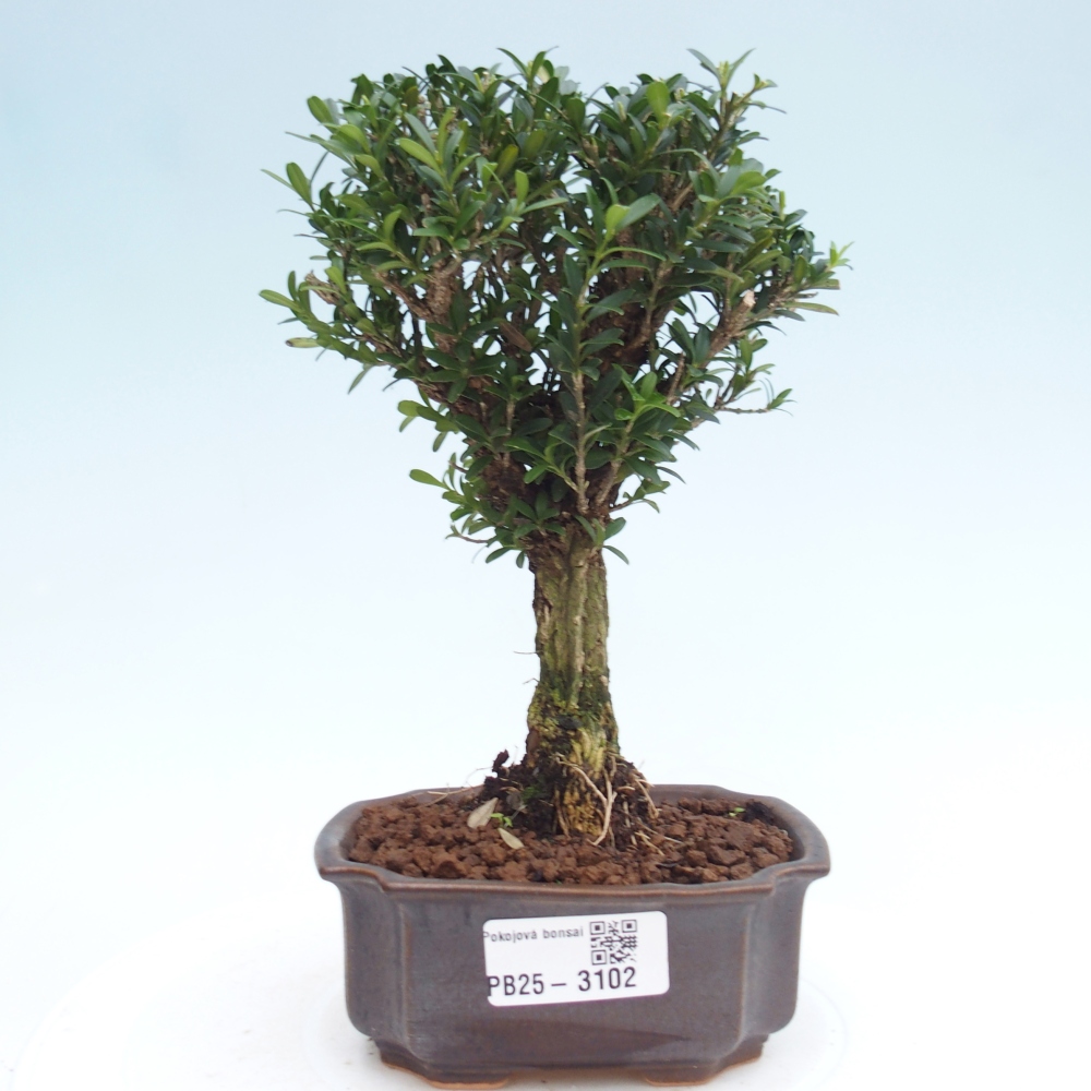 Pokój Bonsai - Buxus harlandii - Bukszpan korkowy