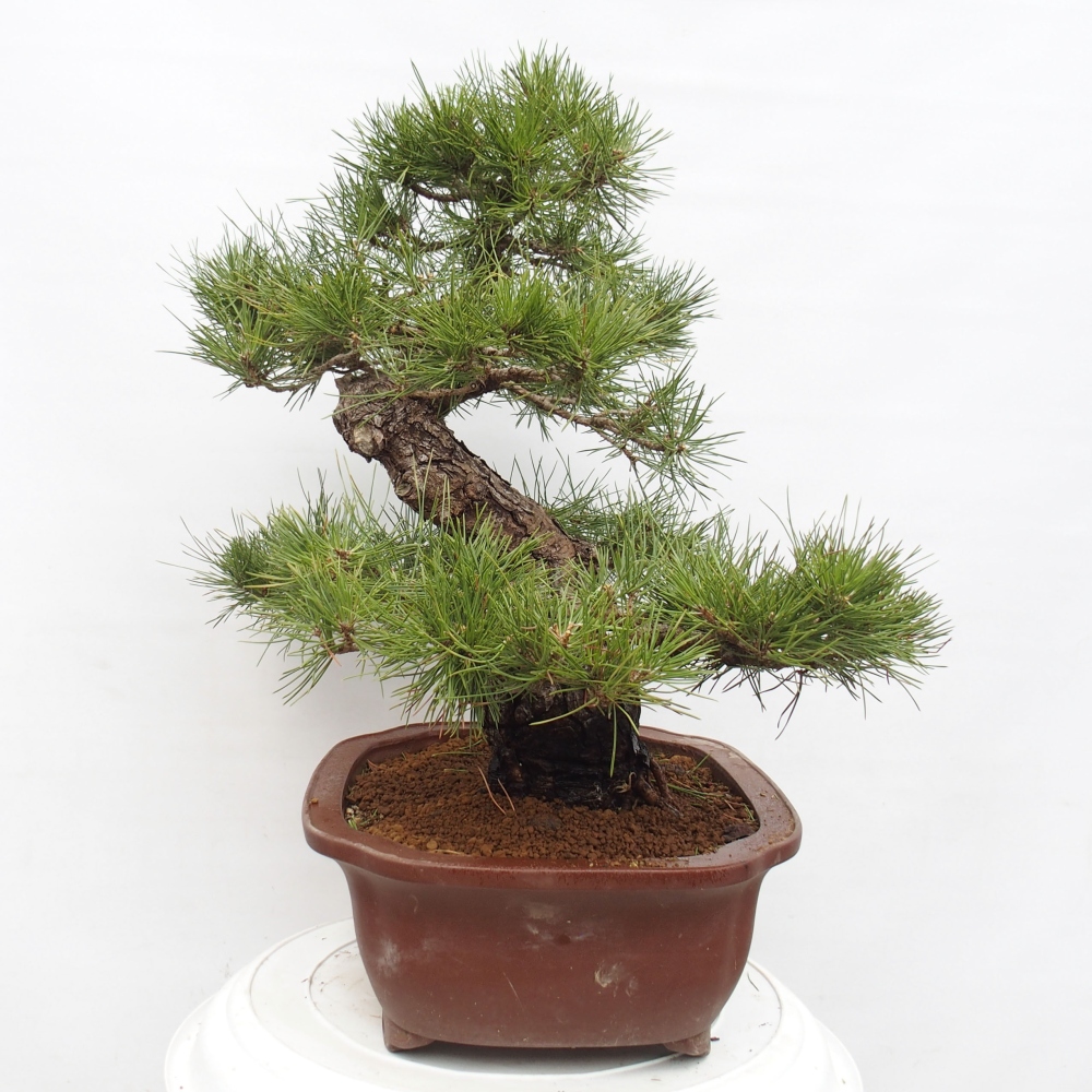 Bonsai ogrodowe - Pinus thunbergii - Sosna Thunberg