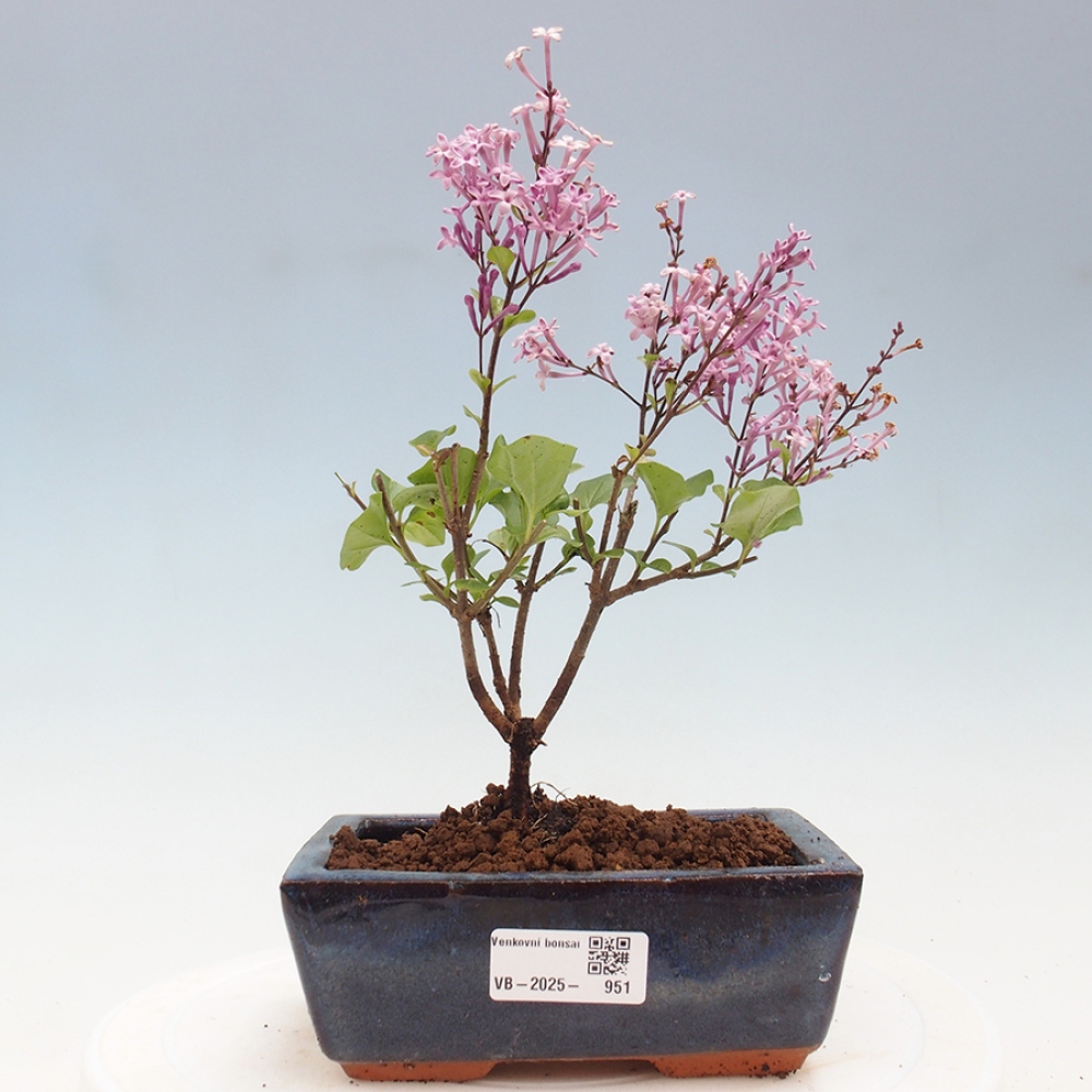 Bonsai zewnętrzne - Syringa Meyeri Palibin - Liliowy Meyera