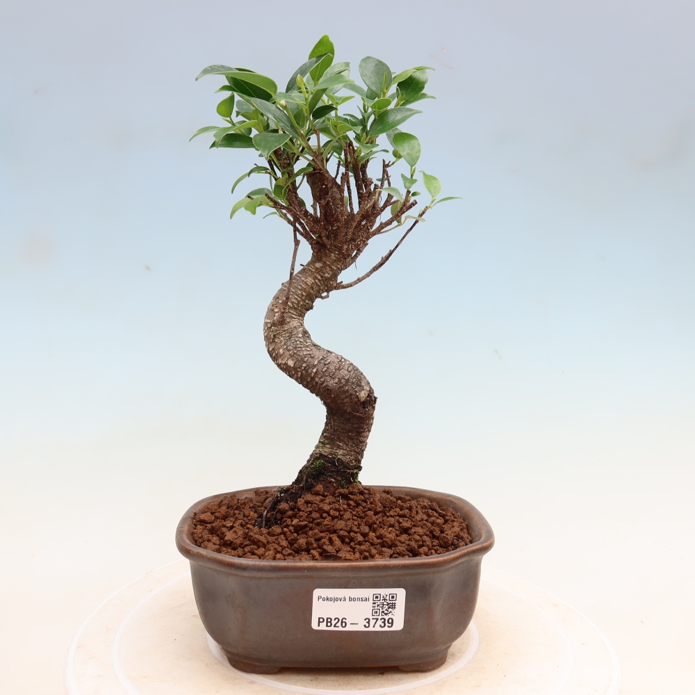 Pokój bonsai - Ficus kimmen - figowiec drobnolistny
