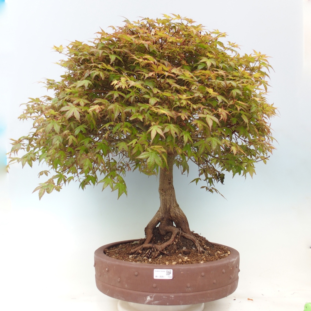 Klon pospolity - Acer palmatum Beni Tsukasa