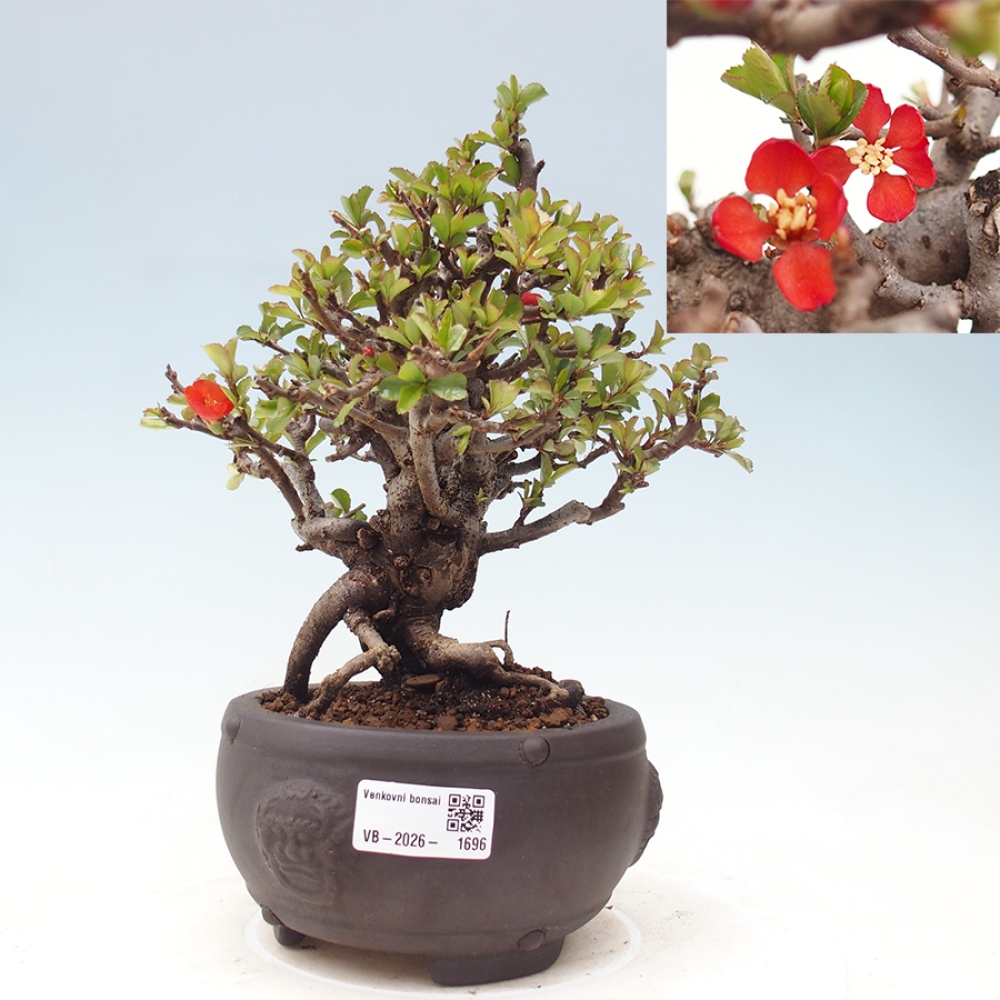 Bonsai zewnętrzne - Chaneomeles speciosa - Pigwa