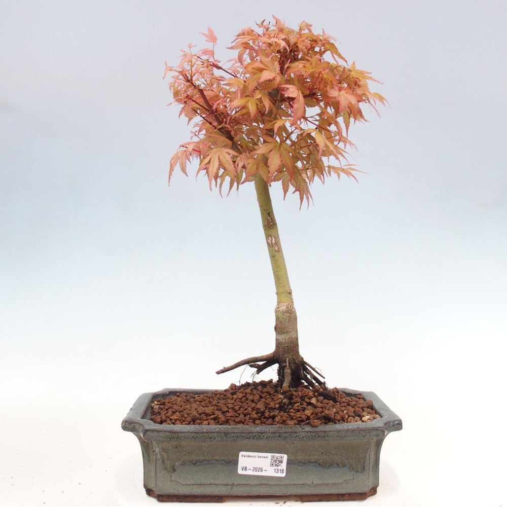 Klon pospolity - Acer palmatum Beni Tsukasa